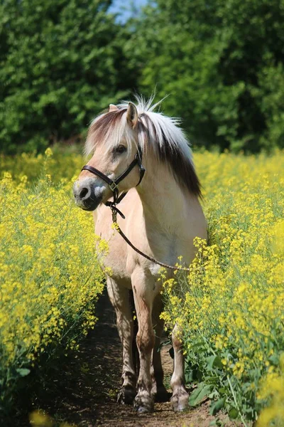 Grazioso Fiordo Pony Stand Campo Stupro — Foto Stock