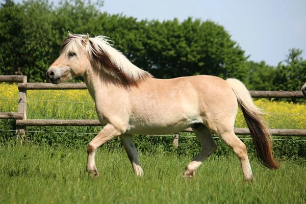 Hübsches Fjord Pony Spaziert Auf Eingezäuntem Feld — Stockfoto