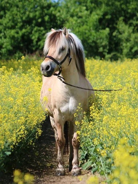 Grazioso Fiordo Pony Stand Campo Stupro — Foto Stock