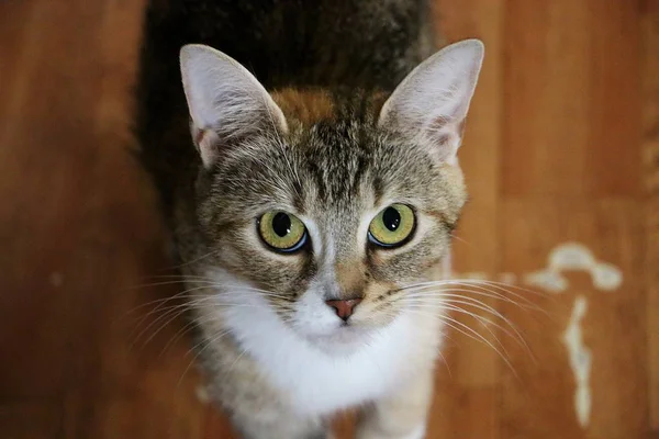 Sevimli Görünümlü Renkli Kedi Kafası Portresi — Stok fotoğraf