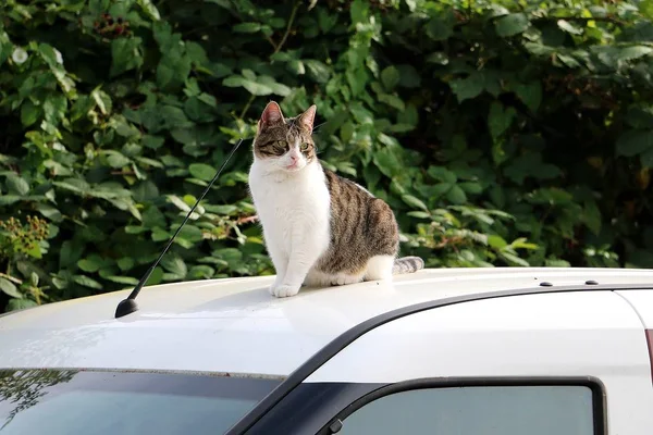 Carino Gatto Siede Sul Tetto Una Macchina Sole — Foto Stock