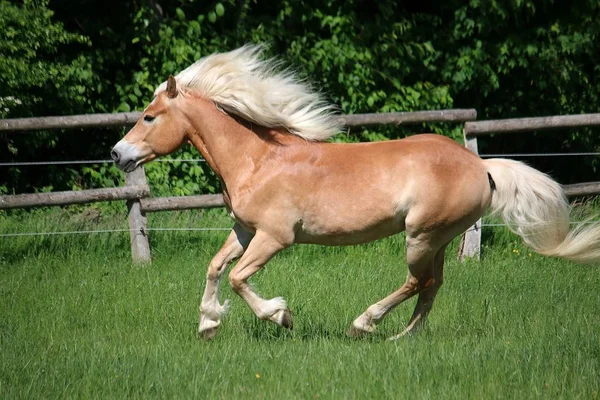 Haflinger Pony Läuft Auf Eingezäuntem Feld — Stockfoto