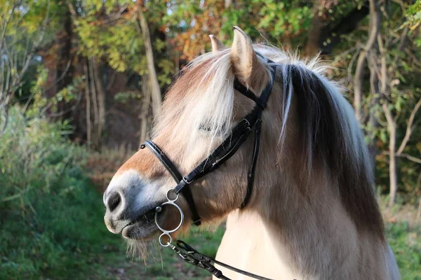 Retrato Principal Cavalo Fiorde Floresta Outono — Fotografia de Stock