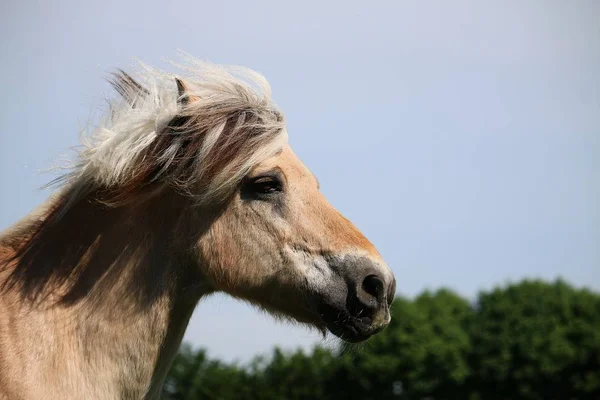 Hermoso Blanco Icelandic Pony Cabeza Retrato —  Fotos de Stock