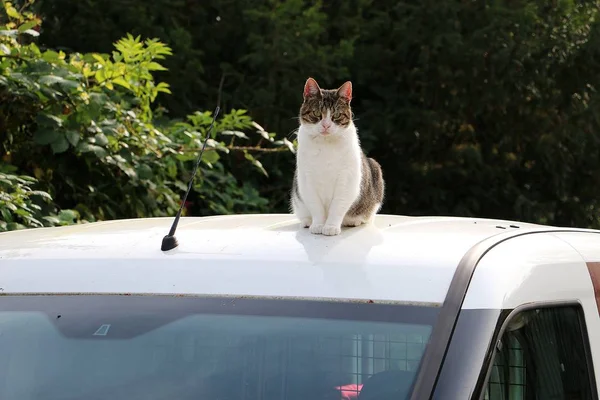 可爱的猫坐在车顶上晒太阳 — 图库照片