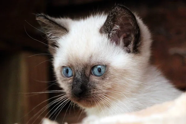 Bonito Sagrado Birma Gatinho Cabeça Retrato — Fotografia de Stock