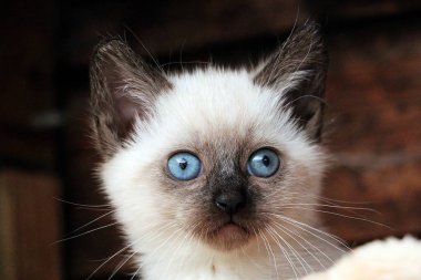 Şirin kutsal burma kedi kafası portresi