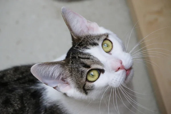 Cute Looking Tricolor Cat Head Portrait — Stock Photo, Image