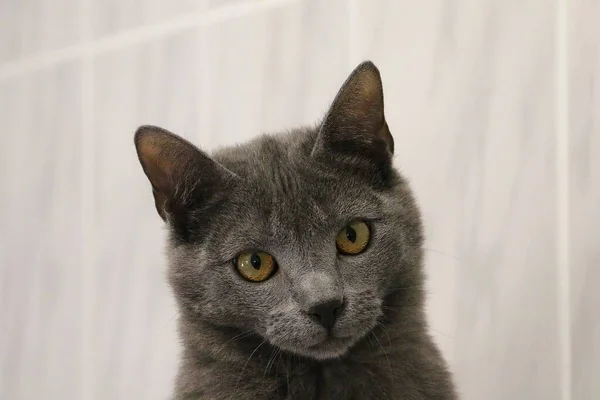 Lindo Pequeno Gatinho Cinza Está Olhando Para Câmera — Fotografia de Stock