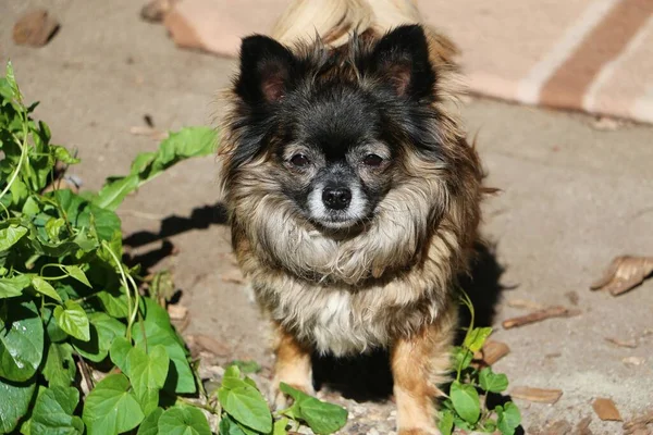 Pequeno Cão Chihuahua Cabelos Longos Está Jardim — Fotografia de Stock