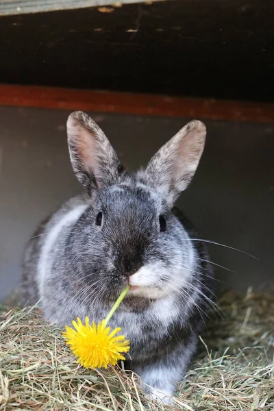 Belo Coelho Cinza Está Comendo Uma Flor Dente Leão Fresco — Fotografia de Stock