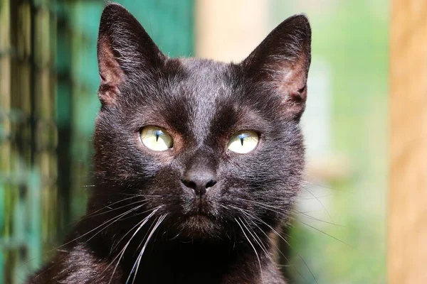 Hermoso Gato Negro Cabeza Retrato Jardín — Foto de Stock