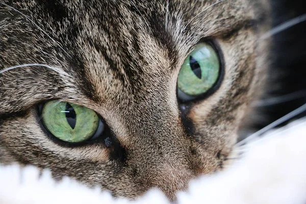 Exteeme Nahaufnahme Von Schönen Grünen Augen Einer Katze — Stockfoto