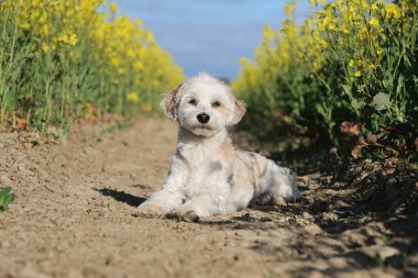 Küçük havan köpeği sarı bir tecavüz tarlasında yatıyor.