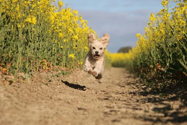 Pequeño Perro Havanese Está Corriendo Amarillo Colza Campo Semillas — Foto de Stock