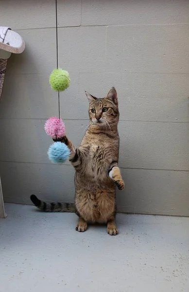 장난감갖고 재미있는 고양이 — 스톡 사진