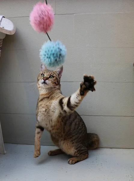 Engraçado Jogar Gato Com Brinquedo — Fotografia de Stock