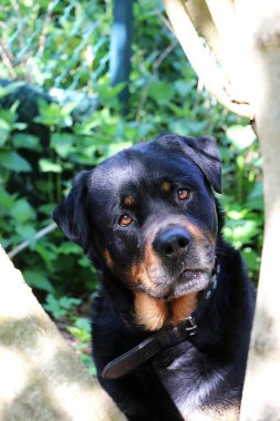 Güzel Rottweiler baş portresi Bahçedeki bir ağaçta