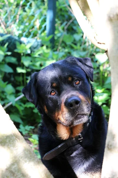 Vacker Rottweiler Huvud Porträtt Vid Ett Träd Trädgården — Stockfoto