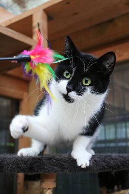Küçük siyah beyaz kedi renkli tüylü bir oyuncakla oynuyor.