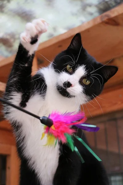 Pequeño Gato Blanco Negro Está Jugando Con Juguete Con Plumas —  Fotos de Stock