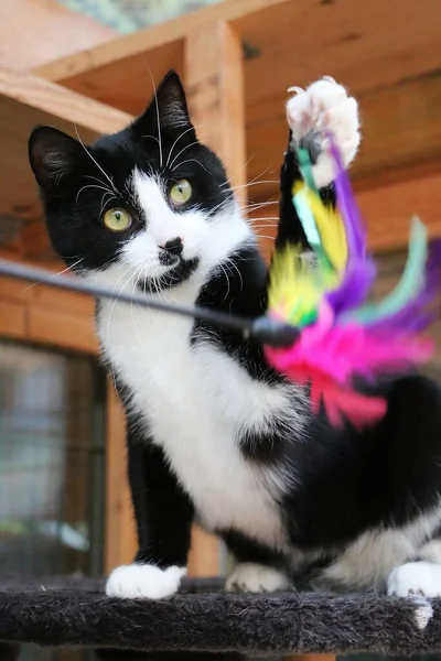 Pequeño Gato Blanco Negro Está Jugando Con Juguete Con Plumas —  Fotos de Stock