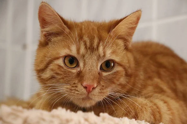 美しい小さな赤い毛の猫が引っかき出しの上に横になってカメラを見ると — ストック写真