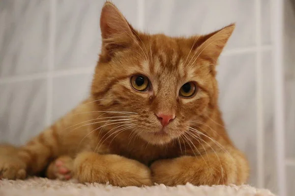 Güzel Küçük Kızıl Saçlı Kedi Bir Tırmalama Direğinde Yatıyor Kameraya — Stok fotoğraf