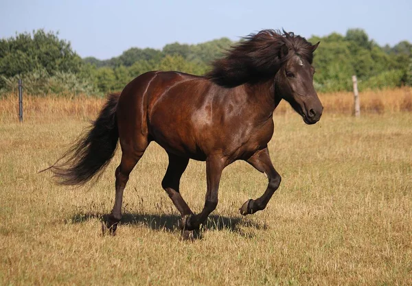 Donker Ijskoud Paard Loopt Een Paddock — Stockfoto