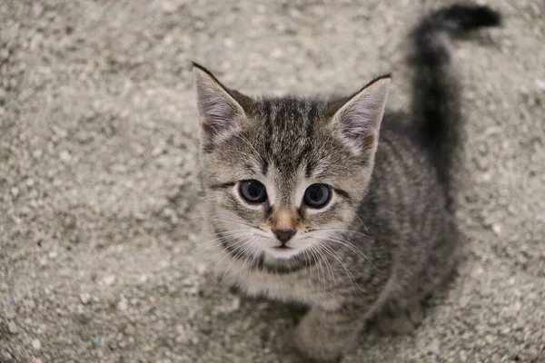 Klein Katje Zit Kattenbak Kijkt Naar Camera — Stockfoto