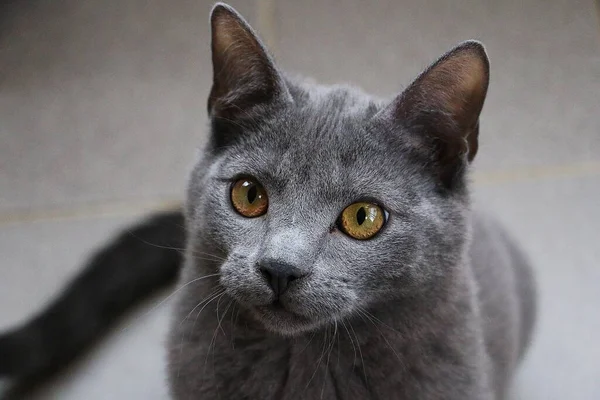 Piękny Mały Szary Koci Portret Głowy — Zdjęcie stockowe