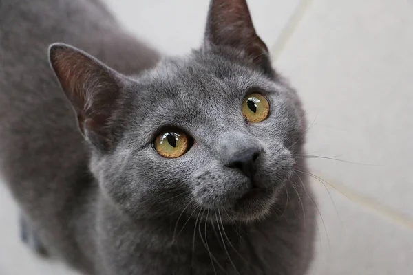 Hermoso Pequeño Gris Gatito Cabeza Retrato — Foto de Stock