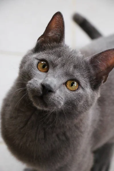 美しい小さな灰色の子猫の頭の肖像 — ストック写真