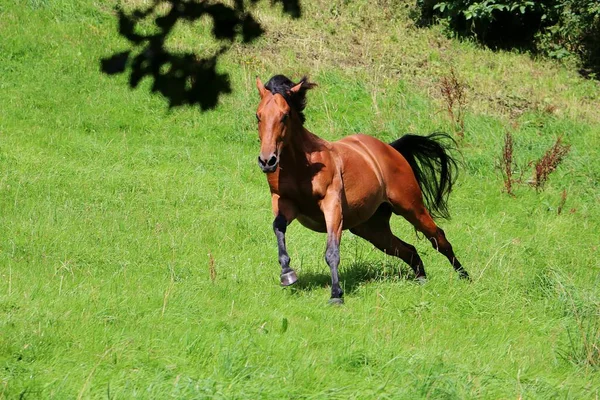 美しい茶色の四分の1馬が日差しの中のパドックで走っています — ストック写真