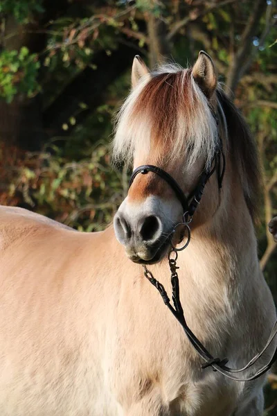 Belo Fiorde Cavalo Cabeça Retrato Floresta Outono — Fotografia de Stock