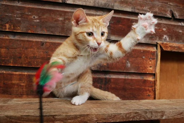 Divertido Smal Rojo Pelo Gatito Jugando Con Plumas Juguete Frente —  Fotos de Stock