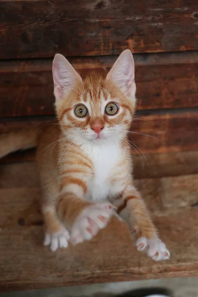 Komik Küçük Kızıl Saçlı Kedi Yavrusu Tahtada Dikiliyor Kameraya Doğru — Stok fotoğraf