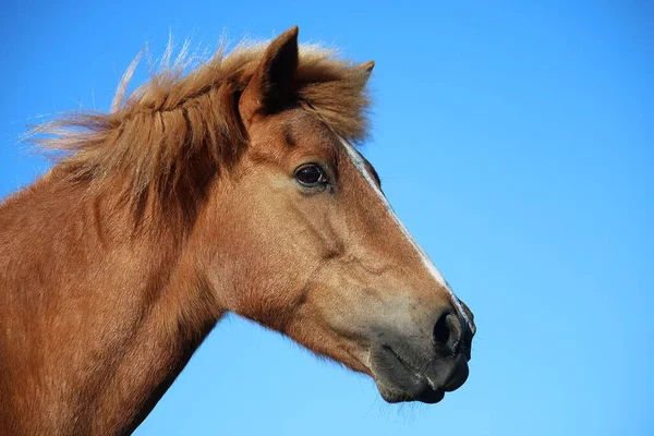 Huvud Porträtt Brun Islandshäst Med Den Blå Himlen Bakgrunden — Stockfoto