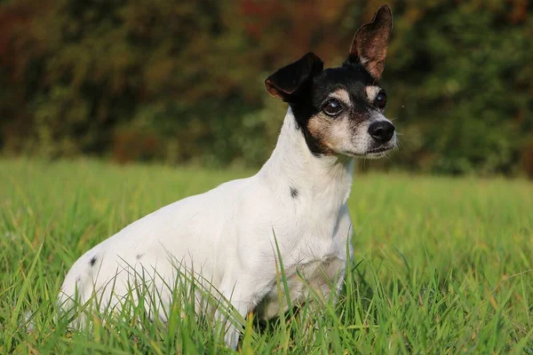 Güzel Yaşlı Jack Russell Terrier Yeşil Bahçede Oturuyor — Stok fotoğraf