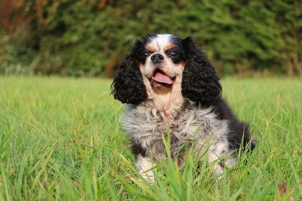 Μικρό Τρίχρωμο Ιππικό Βασιλιάς Charles Spaniel Κάθεται Στο Πράσινο Κήπο — Φωτογραφία Αρχείου