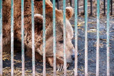 Yoksul bir kafes kahverengi ayı canlı