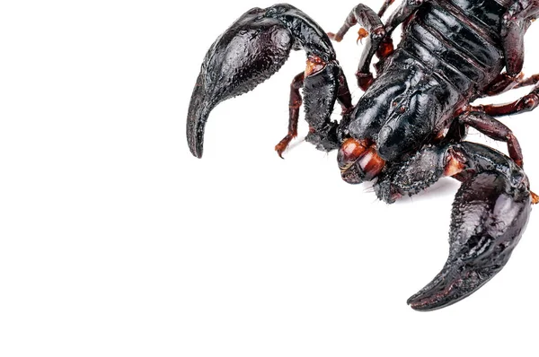 Черный Жареный Скорпион Белом Фоне — стоковое фото