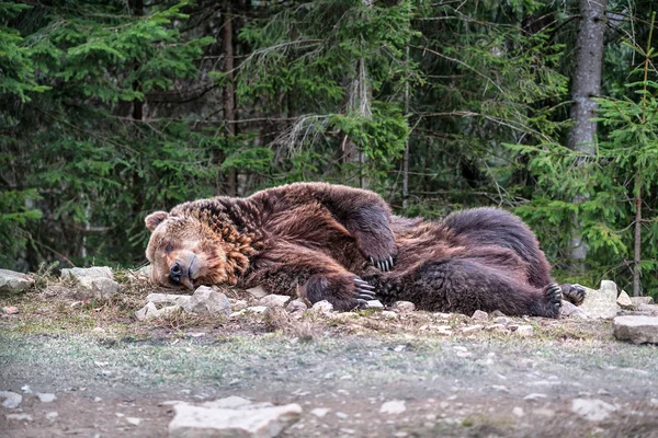 Lindo Oso Marrón Durmiendo Bosque — Foto de Stock