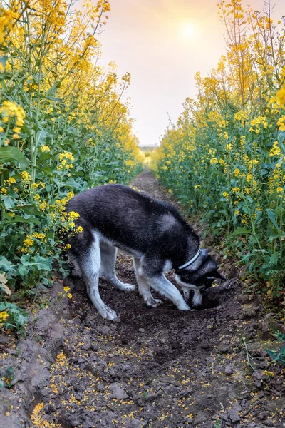 かわいいハスキーは菜の花畑に穴を掘る — ストック写真