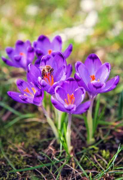 Live Bee Violet Crocuses — Stock Photo, Image