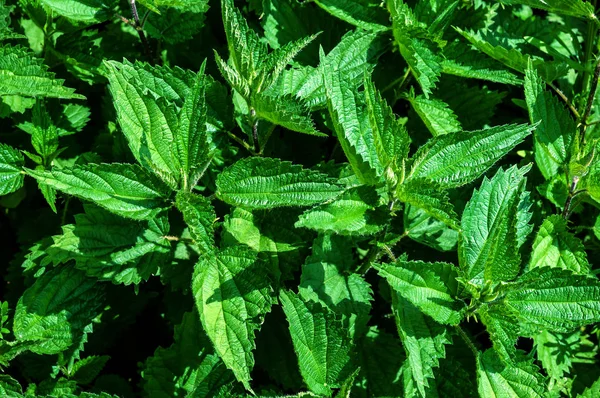 Urtiga Verde Exuberante Como Uma Textura — Fotografia de Stock