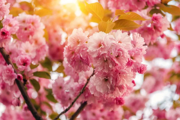 Bujny Sakura Kwiat Jako Tekstury — Zdjęcie stockowe