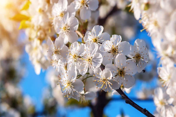 Biały Kwiat Wiśni Tekstury Tapeta Wiosna — Zdjęcie stockowe