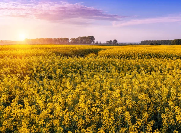 Prachtige Landschap Van Het Gele Gebied Van Verkrachting Zonsondergang — Stockfoto