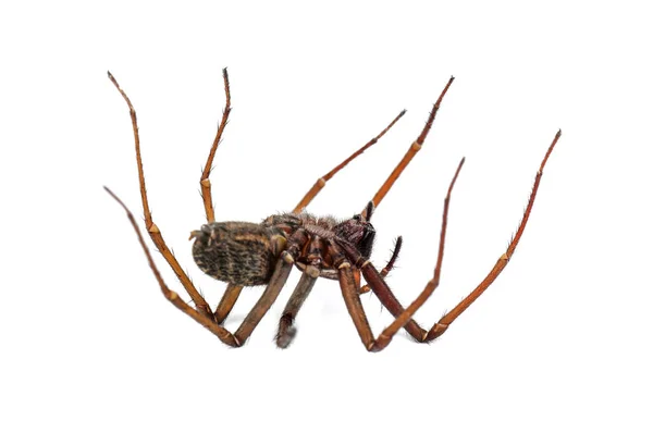 Dead Predatory Spider Isolated White — Stock Photo, Image